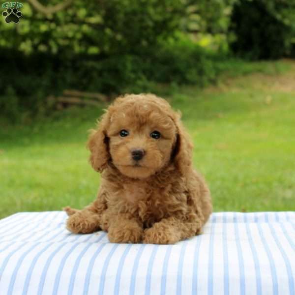 Isaiah, Mini Goldendoodle Puppy